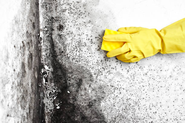 Office Mold Removal Services in Lake Carmel, NY