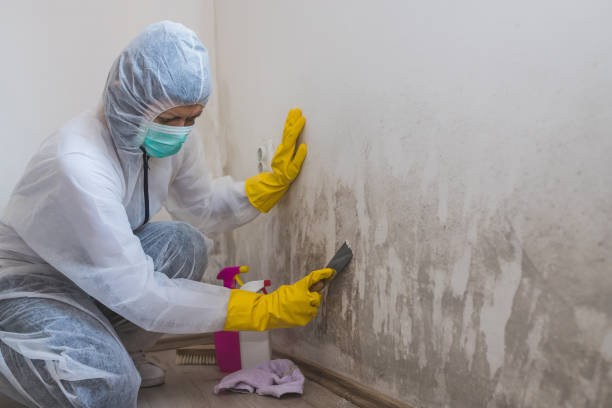 Mold Removal Process in Lake Carmel, NY