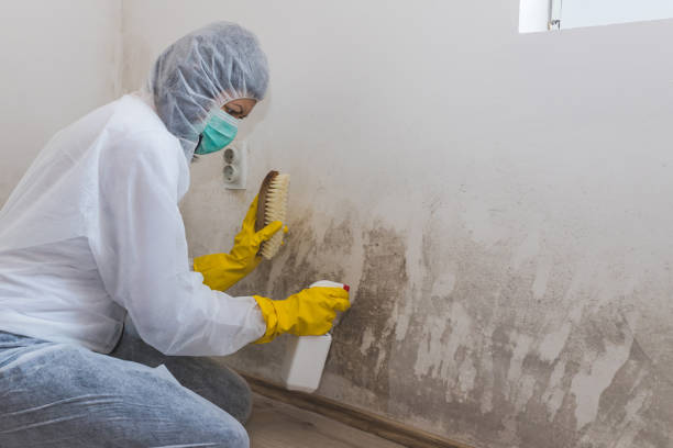 Mold Removal and Inspection in Lake Carmel, NY