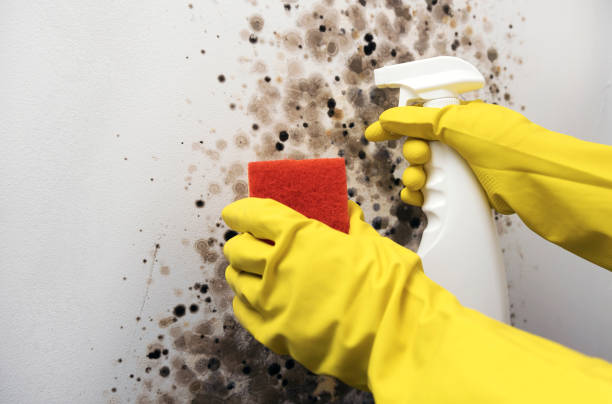 Professional Mold Removal in Lake Carmel, NY